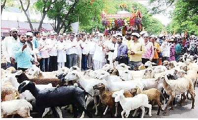 मेंढ्यांच्या रिंगणाने भाविकांमध्ये उत्साह