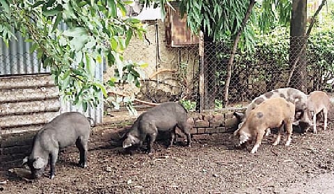 पुणे : पोलिस वसाहतीत डुकरांचा उच्छाद; दुर्गंधीने औंधमधील रहिवासी त्रस्त