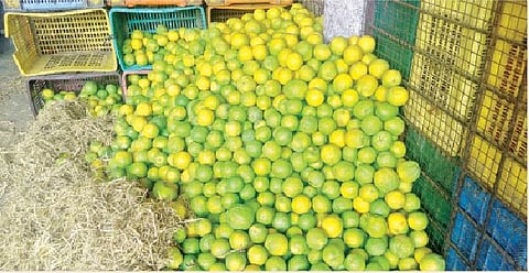 पुणे : औरंगाबादच्या मोसंबीचा आंबेबहार बहरला