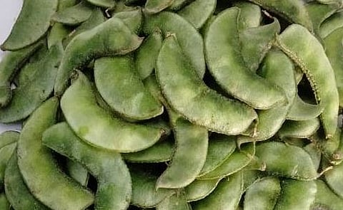 पुणे : कर्नाटकातील दर्जाहिन पावटा बाजारात; मार्केट यार्डात 100 ट्रक शेतमाल दाखल