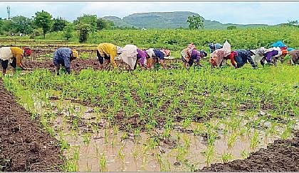 शिरगावमध्ये भात लावणी जोमात