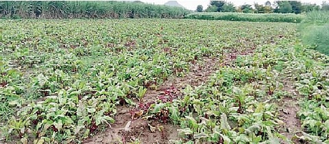 आंबेगाव : नुकसानग्रस्त पिकांची पाहणी करा: अॅड. राजेंद्र बेंडे पाटील यांची मागणी