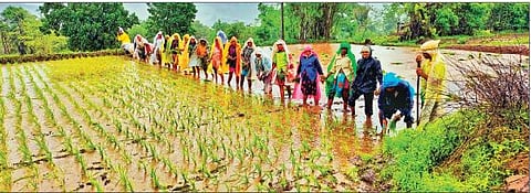 कोरोना महारोगराईमुळे रखडलेल्या कृषी गणनेला सुरुवात; यंदा स्मार्टफोन, टॅबलेटचा वापर