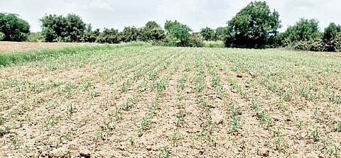 शेतकरी पावसाच्या प्रतीक्षेत