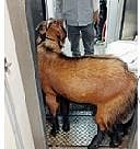 ‘त्याने’ बोकडाला घडवला रेल्वेप्रवास