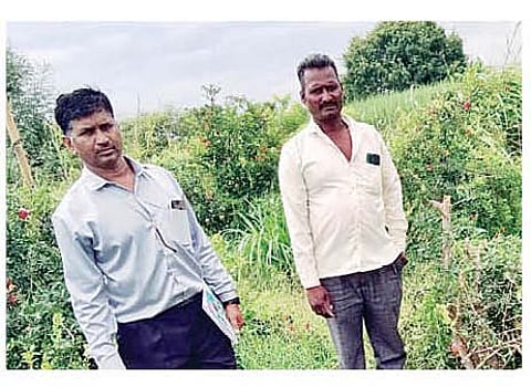 करंजी : मोहजबुद्रुक येथील विजय मचे यांच्या डाळिंब बागेतील फळांची चोरी करून झाडे तोडण्यात आली.