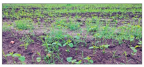 नेवासा : सोयाबीन पिकापेक्षा गवताचे वाढलेले मुकिंदपूर भागातील छायाचित्र. (छाया : कैलास शिंदे)