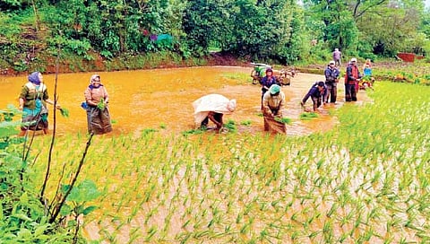 प्रतापगड परिसरात भात लावणीला वेग
