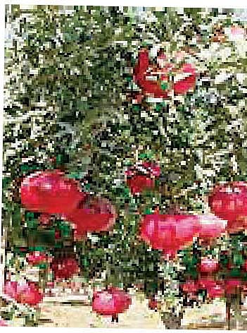 जामखेड : फळबाग योजना वर्षभरातच गुंडाळली बासनात