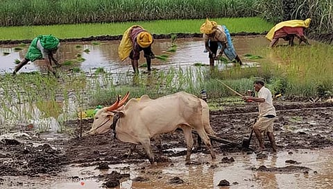चिखलगुट्ठा
