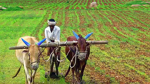 Manchar Farmer