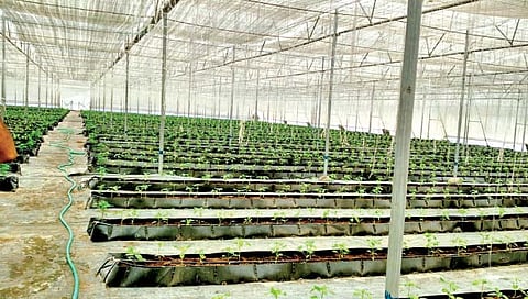 शेडनेट हाऊस कशासाठी?