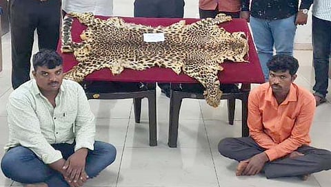 कोल्हापूर : बिबट्याच्या कातड्याची तस्करी; दोघांना ठोकल्या बेड्या