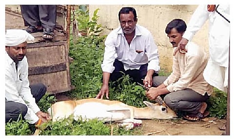 पाथर्डी शहर : जखमी झालेल्या काळविटावर ग्रामस्थांनी प्राथमिक उपचार करून वन विभागाच्या ताब्यात दिले.