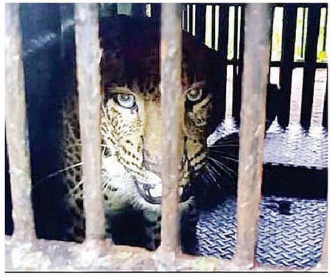 नगर : अखेर झरेकाठीमध्ये ‘तो’ बिबट्या जेरबंद