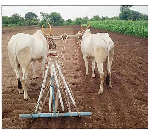 ओतूर परिसरात पेरणीच्या कामासाठी तयार झालेली बैलजोडी.