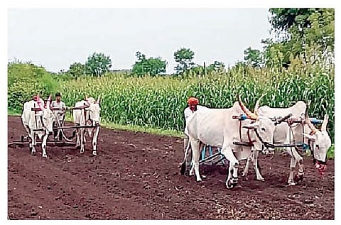 शिरगाव : शेतकर्यांची पेरणीसाठीची लगबग