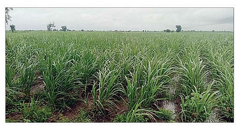 नगर : 660 हेक्टर शेतपिकांचे नुकसान, 19763 शेतकर्यांना फटका