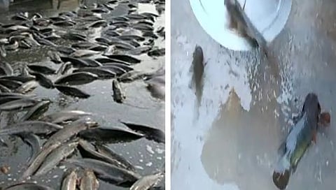 Raining Fish In Telangana : तेलंगणामध्ये पडला चक्क माशांचा पाऊस (Video)
