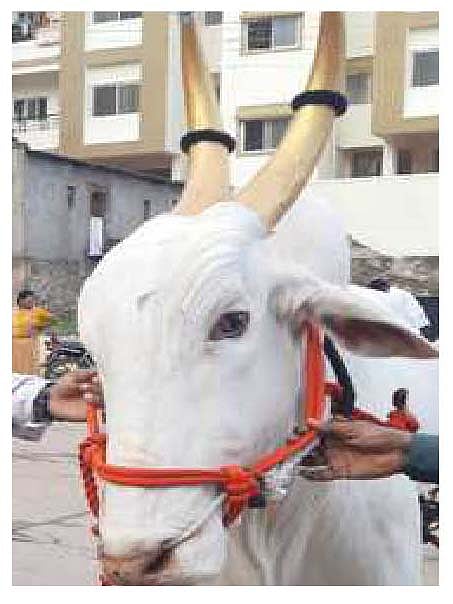 संत सोपानकाका पालखी सोहळ्यातील सर्जा.