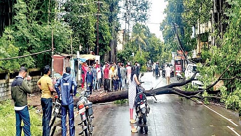 सातारा : झाड उन्मळून पडल्याने तीन तास वाहतूक ठप्प