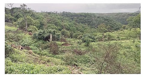 पुणे-नाशिक महामार्गावरील खेड जुना घाटातील सटवाई पावसाने बहरली.