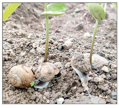 नगर : सोयाबीनवर गोगलगायींचा प्रादुर्भाव