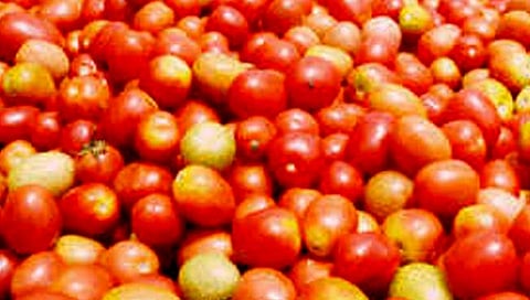 नेपाळमधून टोमॅटो आयातीचा निर्णय; भाववाढीचा केंद्राने घेतला धसका