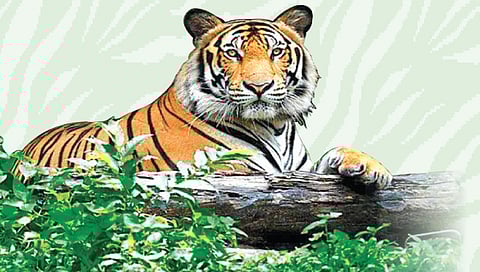 जागतिक व्याघ्र दिन विशेष : महाराष्ट्र ‘व्याघ्र राजधानी’ बनण्याच्या मार्गावर!