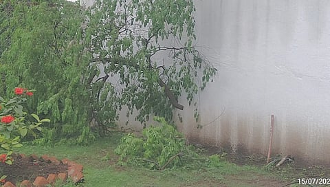 औरंगाबाद: कुलगुरूंच्या बंगल्यासमोरील चंदनाचे झाड चोरीला!