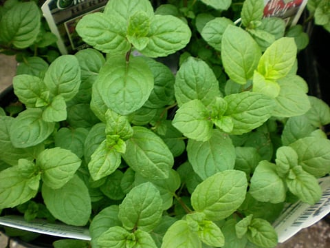 अकोले: औषधी वनस्पतींची शेती काळाची गरज : डॉ. एस. एच. पाटील