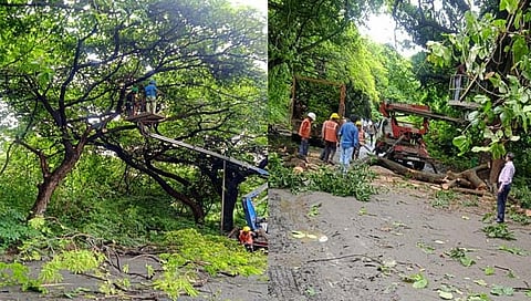 Metro Carshed : मेट्रो कारशेड प्रकल्पासाठी ८४ झाडे कापण्याचा मार्ग मोकळा