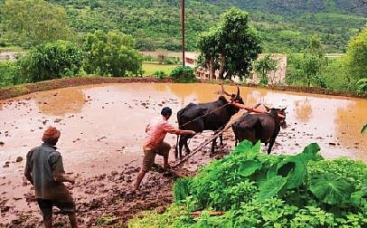 तळेगाव स्टेशन : भातलावणीचे काम अंतिम टप्प्यात