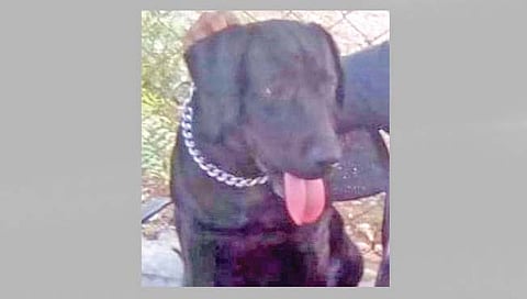 नांदेड : पोलिसांचा सच्चा साथीदार ‘मॅक्स’वर काळाची झडप