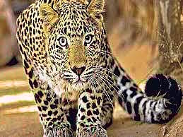 बिबट्या (संग्रहित छायाचित्र)