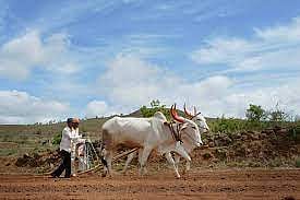 खरिपातील पिकांचा पेरा 65 टक्क्यांवर