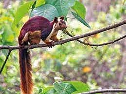 ग्रामीण जीवनशैलीचा पुणेकर घेणार अनुभव; ‘वनराई’च्या वर्धापन दिनानिमित्त विशेष उपक्रम