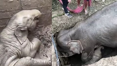 Elephant Rescue Viral Video : पिलाला वाचविताना हत्तीण झाली बेशुद्ध; रेस्क्युचा व्हिडिओ पाहून तुम्हीही व्हाल भावूक