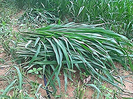 शेतक-याची चा-यासाठी अॅमेझॉनला ऑर्डर