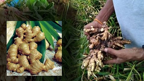 सातारा : आले दरात वाढीने शेतकर्यांना दिलासा