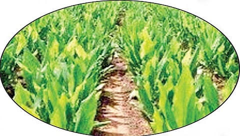 सांगली : आले, हळद लागवडीत झाली घट