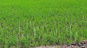 कोडीतला पावसाअभावी भातरोपांची वाढ खुंटली; कृत्रिमरीत्या पाणी देऊन रोपे जगवण्याचा प्रयत्न