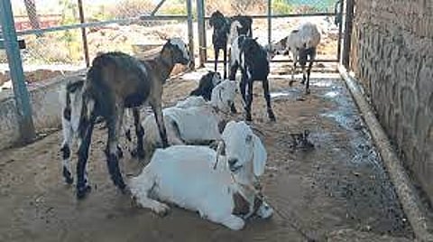 मंचर : जायदेवाडीत पाच दिवसांत 24 जनावरांचा मृत्यू