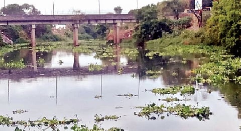 दापोडी : पवना नदीत जलपर्णीचे साम्राज्य