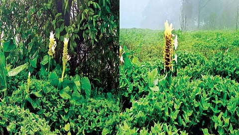 सातारा : ‘चवर’ फुलू लागले! ‘कास’ खुलू लागले!!