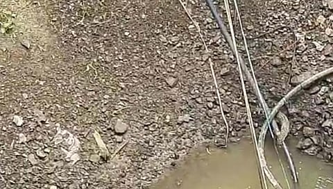 बीड : विहिरीत पडलेल्या उदमांजराला वनविभागाने दिले जीवदान