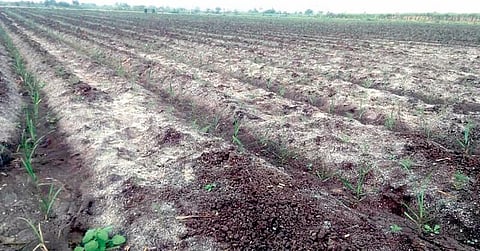 ‘चितळी’च्या मळीमुळे शेतीचे झाले वाळवंट!