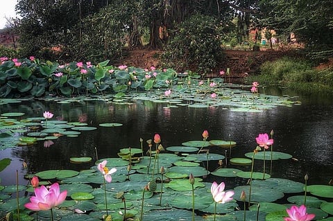 पिंपरी : कमळाची चटणी, पानांची भाजी अन् बियांची खीर!