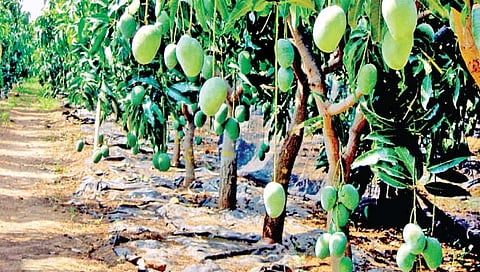 पाणी व्यवस्थापन