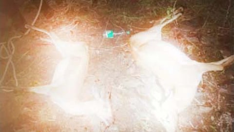 बीड : पाण्याच्या शोधात असलेल्या दोन काळविटांचा विहिरीत पडून मृत्यू